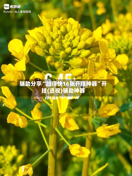 辅助分享“跑得快16张开挂神器”开挂(透视)辅助神器-第3张图片