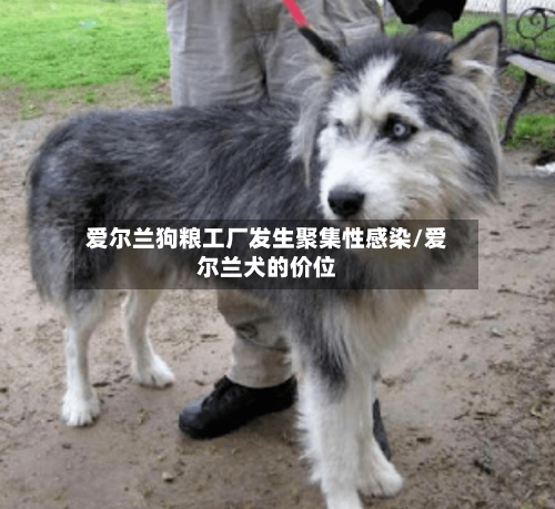 爱尔兰狗粮工厂发生聚集性感染/爱尔兰犬的价位