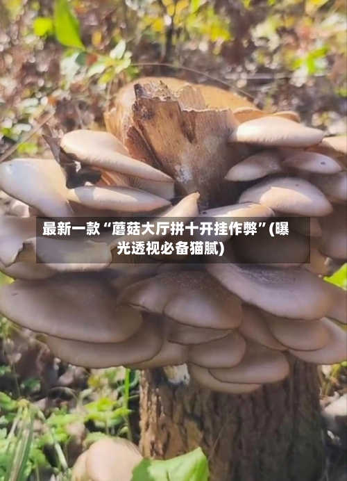最新一款“蘑菇大厅拼十开挂作弊”(曝光透视必备猫腻)-第2张图片