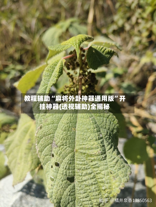 教程辅助“麻将外卦神器通用版”开挂神器{透视辅助}全揭秘-第3张图片