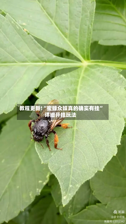 教程更新!“蜜蜂众娱真的确实有挂”详细开挂玩法-第2张图片