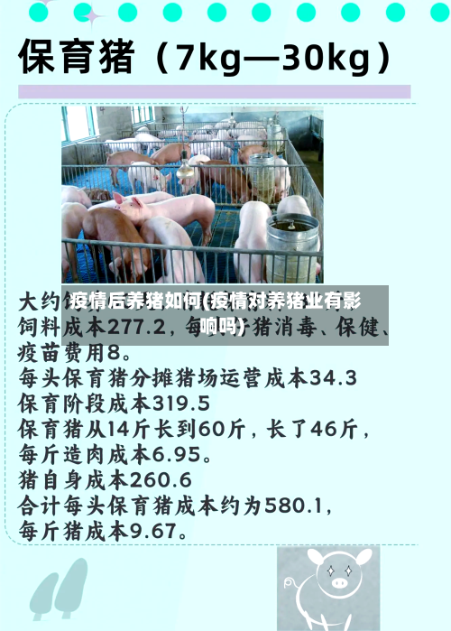 疫情后养猪如何(疫情对养猪业有影响吗)