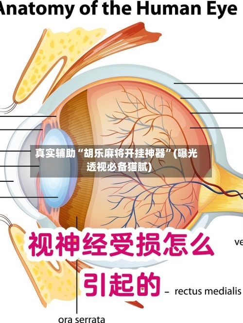 真实辅助“胡乐麻将开挂神器”(曝光透视必备猫腻)-第3张图片