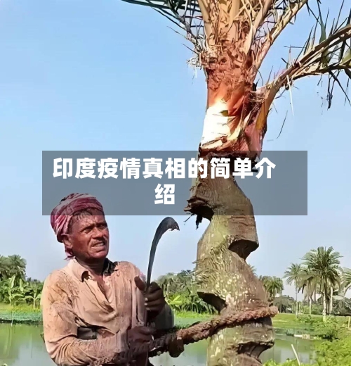 印度疫情真相的简单介绍-第3张图片