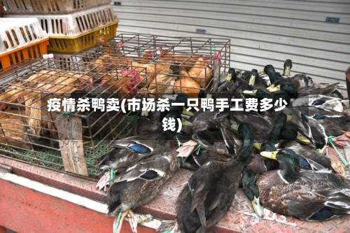 疫情杀鸭卖(市场杀一只鸭手工费多少钱)-第3张图片
