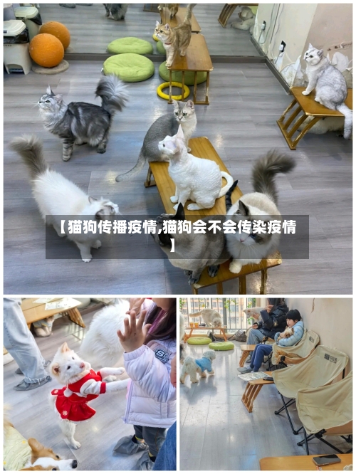 【猫狗传播疫情,猫狗会不会传染疫情】