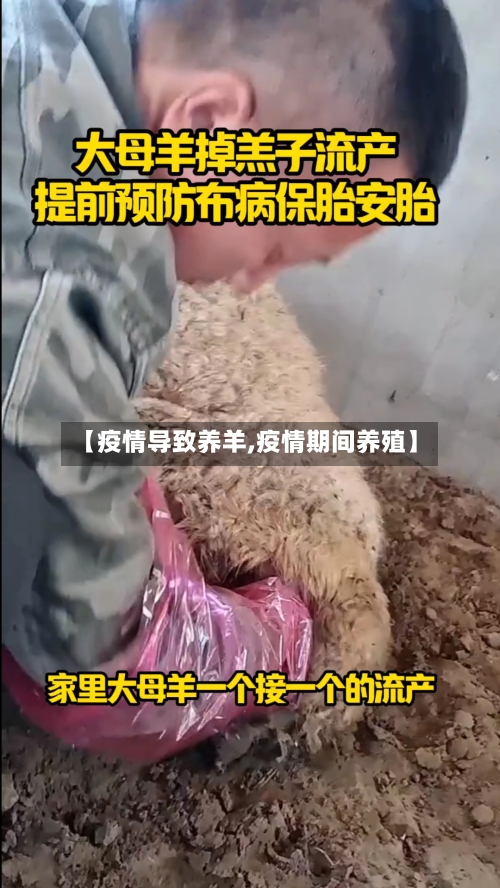 【疫情导致养羊,疫情期间养殖】