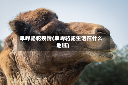 单峰骆驼疫情(单峰骆驼生活在什么地域)