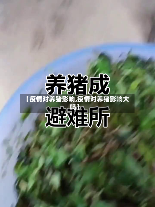 【疫情对养猪影响,疫情对养猪影响大吗】-第3张图片