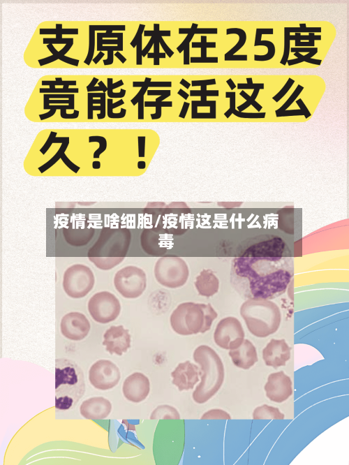 疫情是啥细胞/疫情这是什么病毒-第3张图片