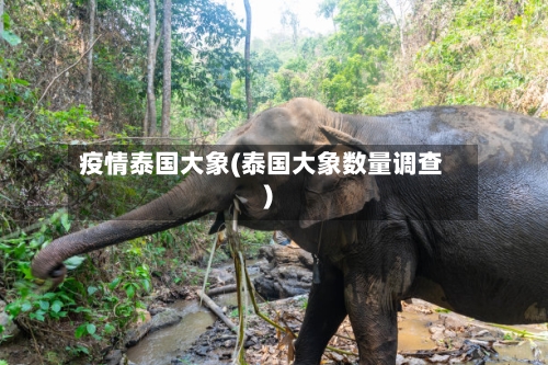 疫情泰国大象(泰国大象数量调查)-第3张图片