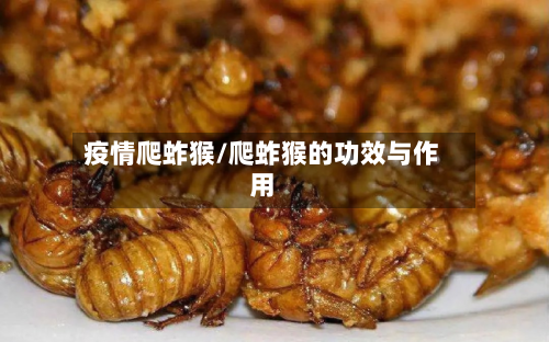 疫情爬蚱猴/爬蚱猴的功效与作用-第2张图片