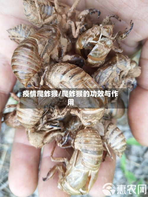 疫情爬蚱猴/爬蚱猴的功效与作用
