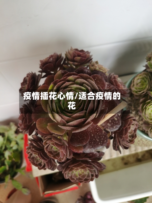 疫情插花心情/适合疫情的花-第3张图片
