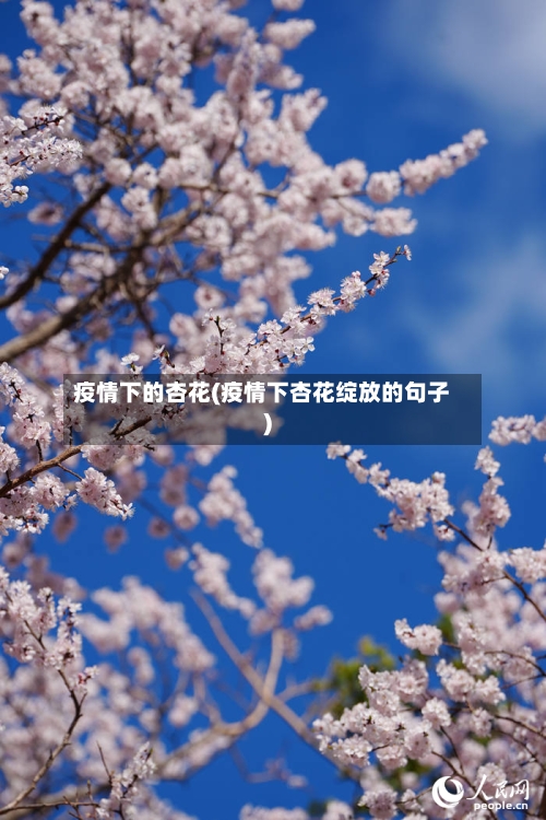 疫情下的杏花(疫情下杏花绽放的句子)