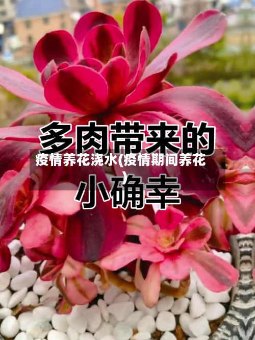 疫情养花浇水(疫情期间养花)
